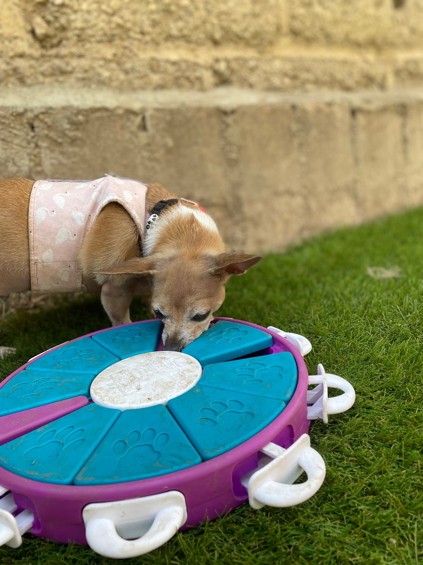 Rompecabezas Dog Twister