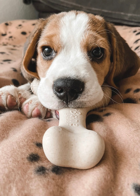 BetterBone CLASSIC: Hueso Masticable HIPOALERGÉNICO para perros MINI