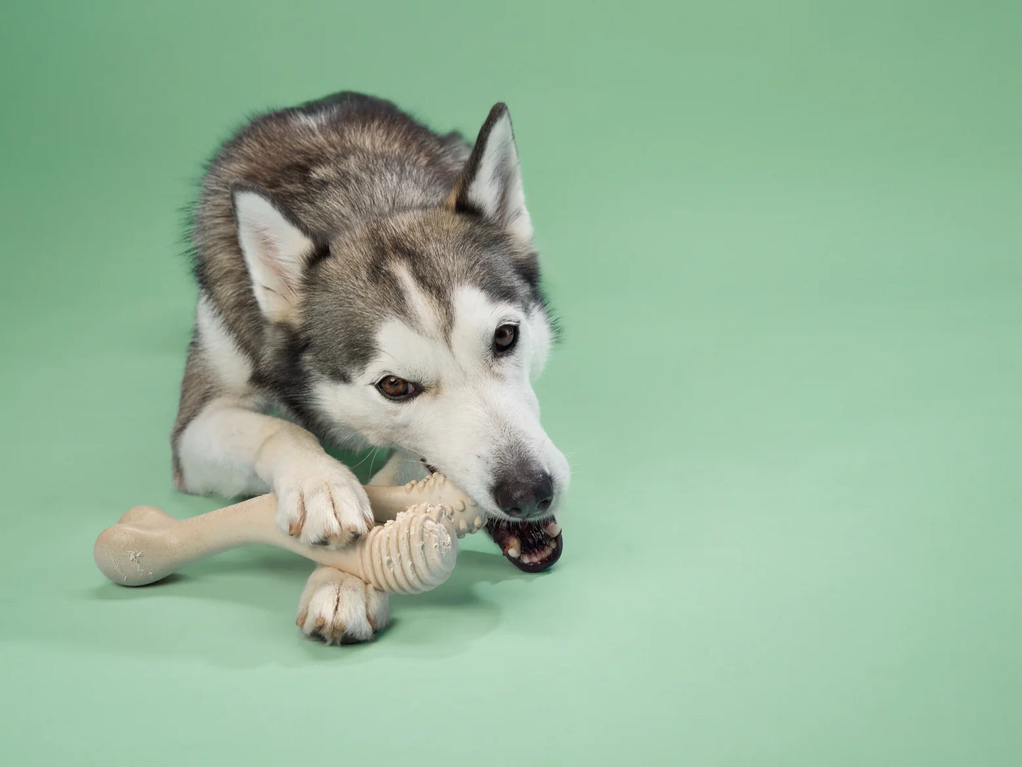 BetterBone TOUGH: Hueso Masticable HIPOALERGENICO para Perros Destructores GRANDE