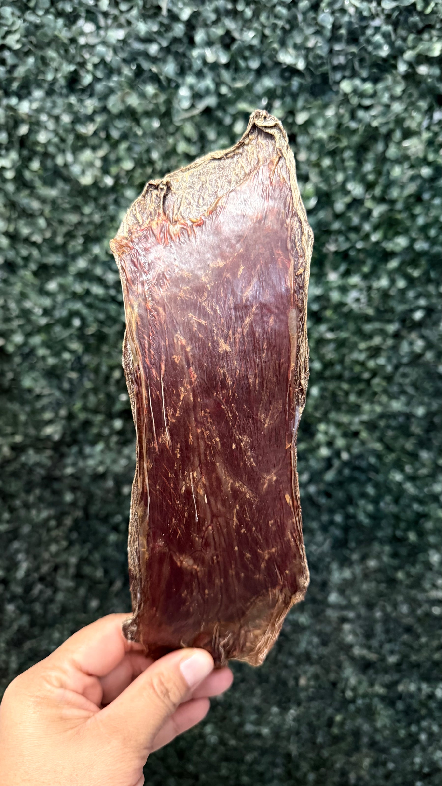 Taurus Esophagus