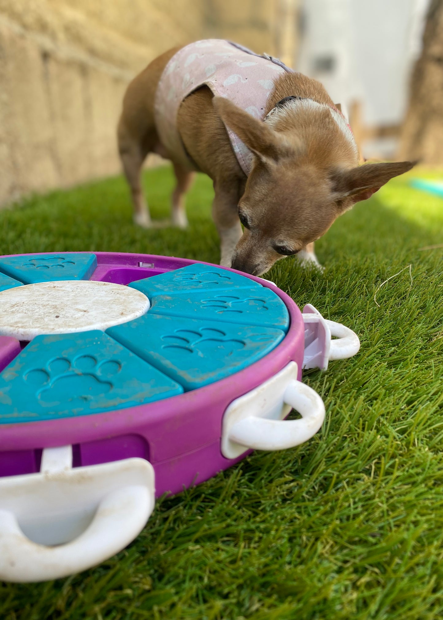 Rompecabezas Dog Twister