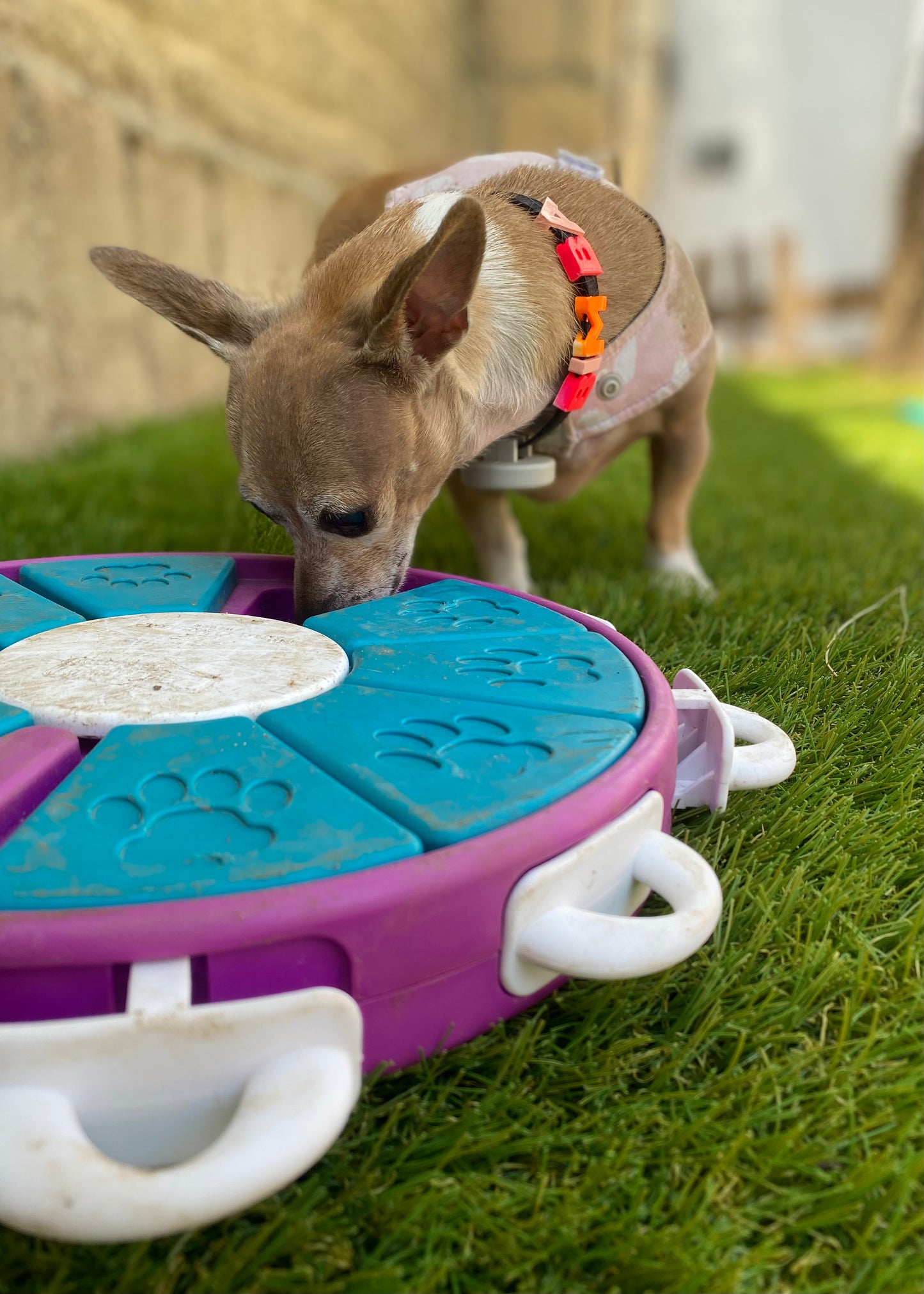 Rompecabezas Dog Twister