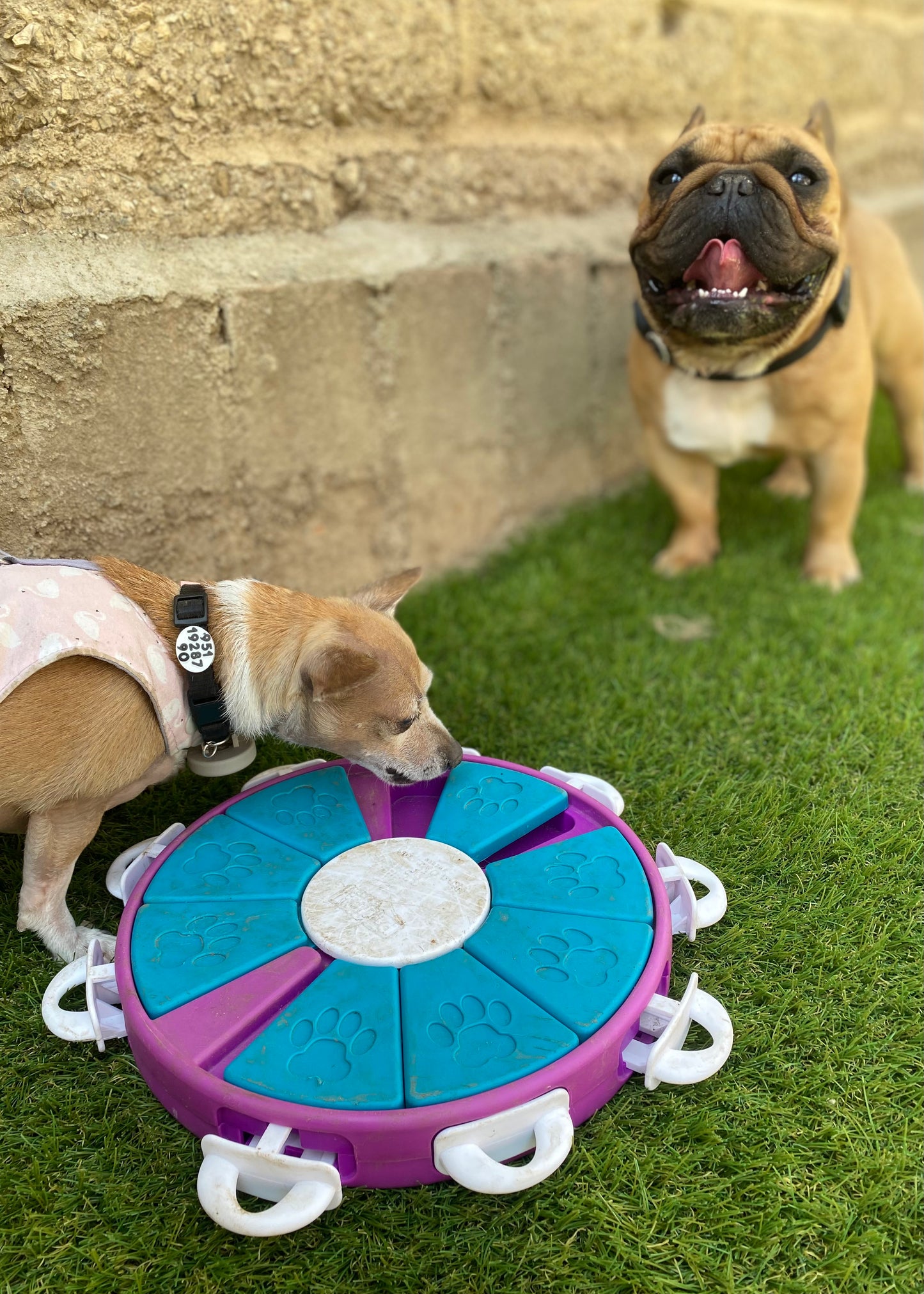 Rompecabezas Dog Twister