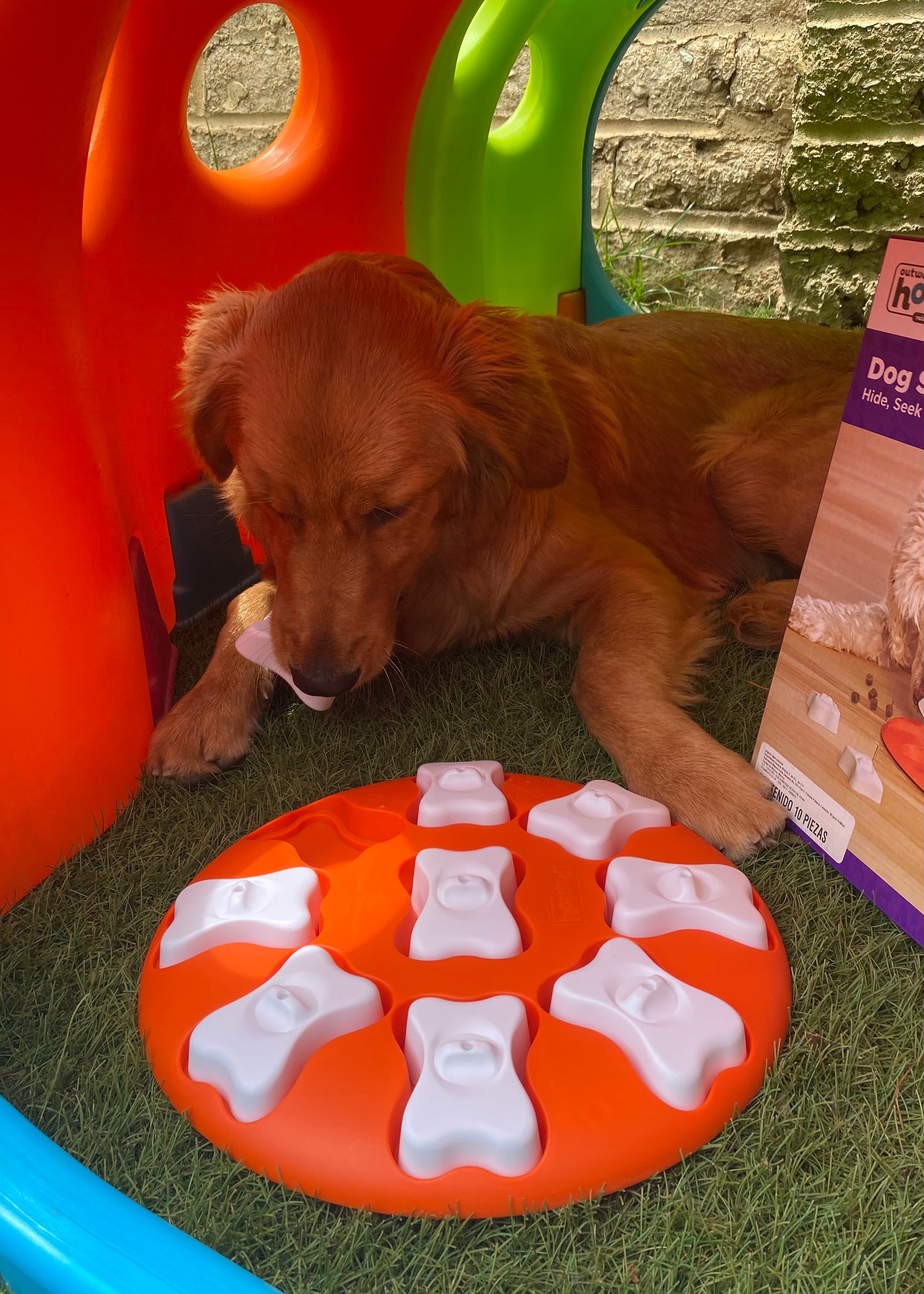 Rompecabezas Dog Smart