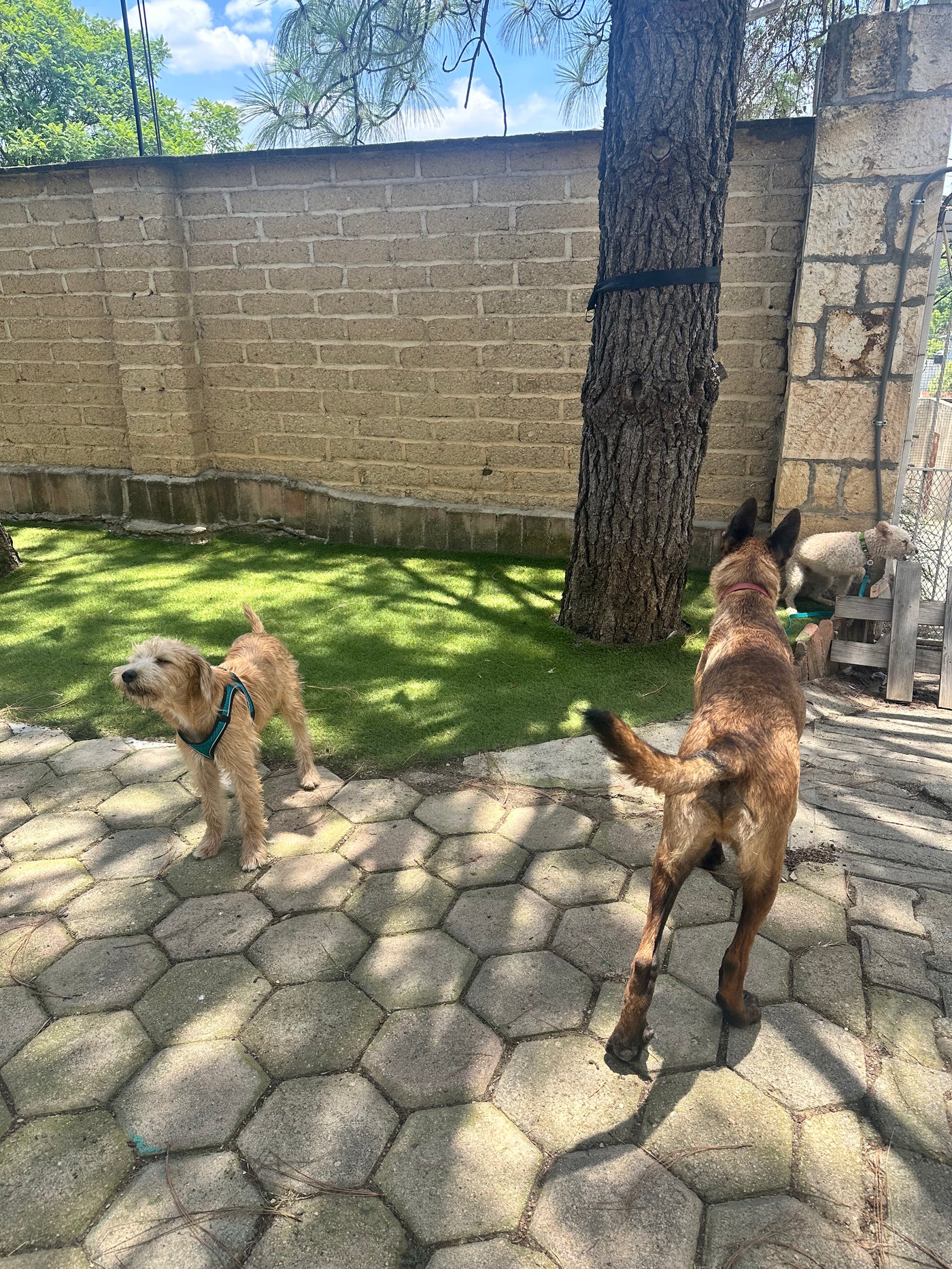 Conociendo a la manada