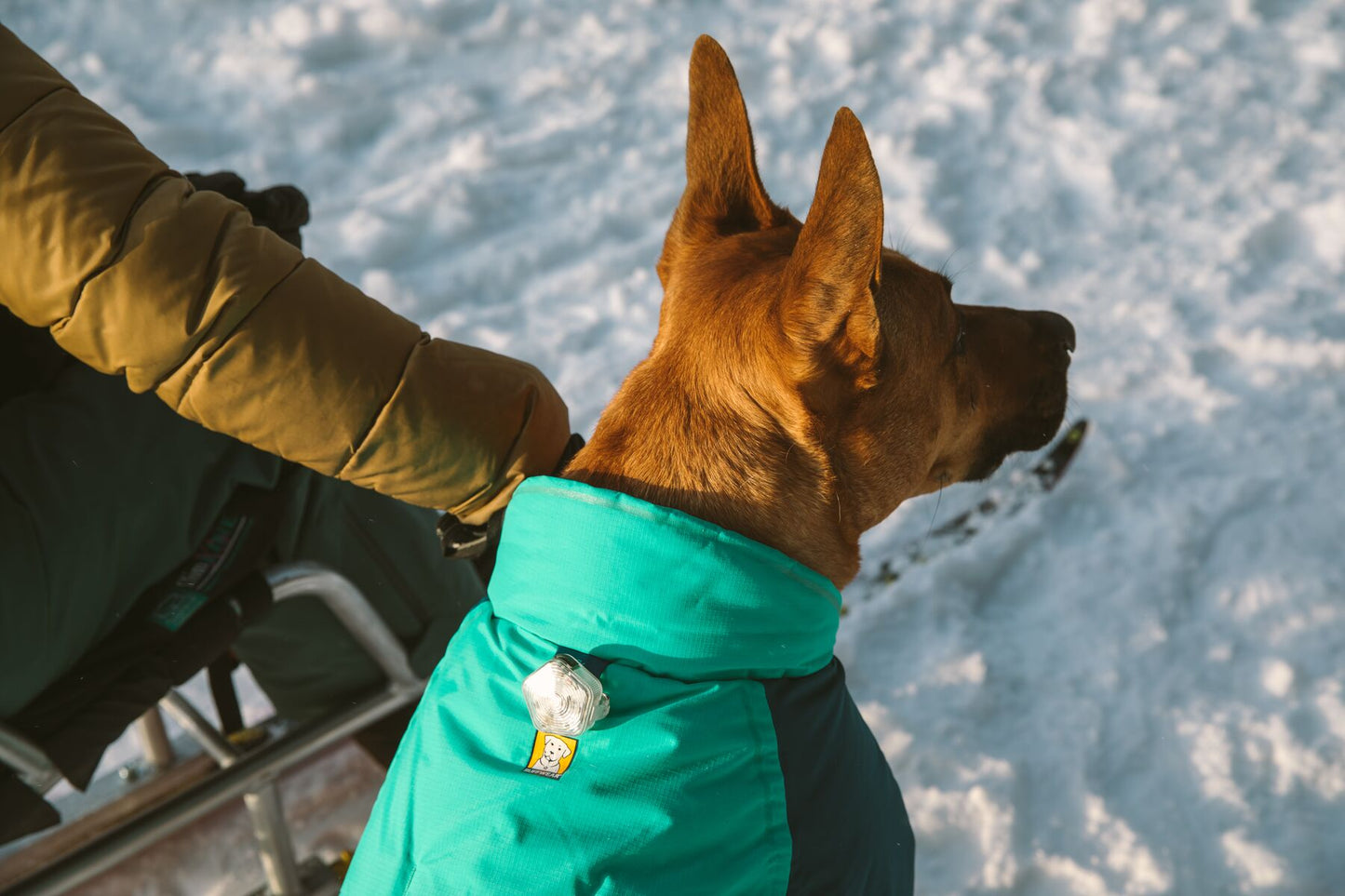 Chamarra para Perro Vert Jacket™ en Verde Aqua (Aurora Teal) de Ruffwear